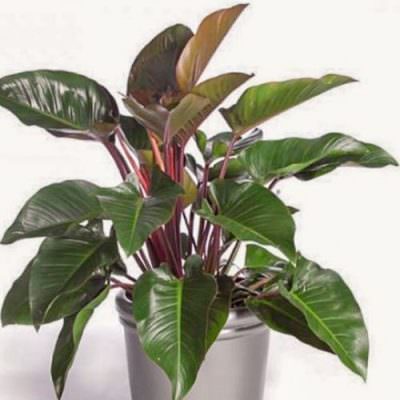 Trầu bà đế vương còn mang đến nhiều tài lộc và may mắn