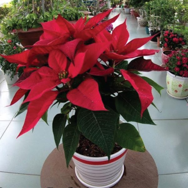 Màu sắc tươi tắn của cây hoa trạng nguyên như báo hiệu tiền tài, may mắn và đem lại hỉ sự cho gia chủ.