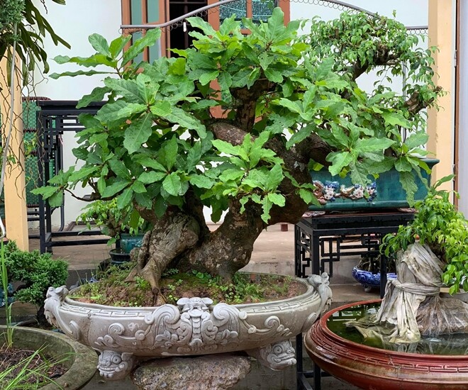 “Lộc trời” nấu canh chua ngon khó cưỡng, trồng một cây trong nhà vừa làm cảnh vừa xua tà khí, hút may mắn vào nhà - 1