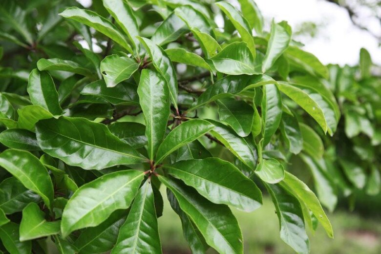 “Lộc trời” nấu canh chua ngon khó cưỡng, trồng một cây trong nhà vừa làm cảnh vừa xua tà khí, hút may mắn vào nhà - 2