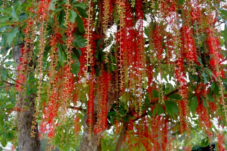 “Lộc trời” nấu canh chua ngon khó cưỡng, trồng một cây trong nhà vừa làm cảnh vừa xua tà khí, hút may mắn vào nhà - 3