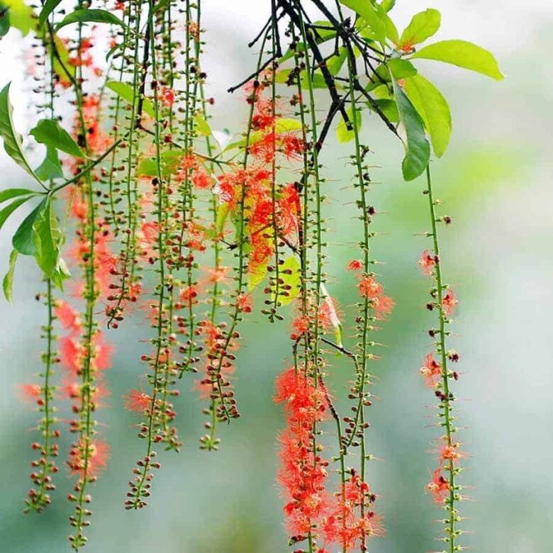 “Lộc trời” nấu canh chua ngon khó cưỡng, trồng một cây trong nhà vừa làm cảnh vừa xua tà khí, hút may mắn vào nhà - 4