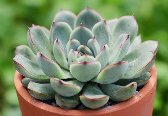 Cây sen đá hay còn được gọi là cây hoa đá hay cây hoa đài.