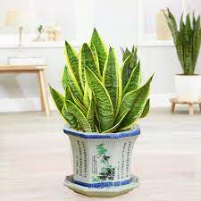 Theo văn hóa phương Đông, cây lưỡi hổ mang đến một ý nghĩa cát tường và thịnh vượng.