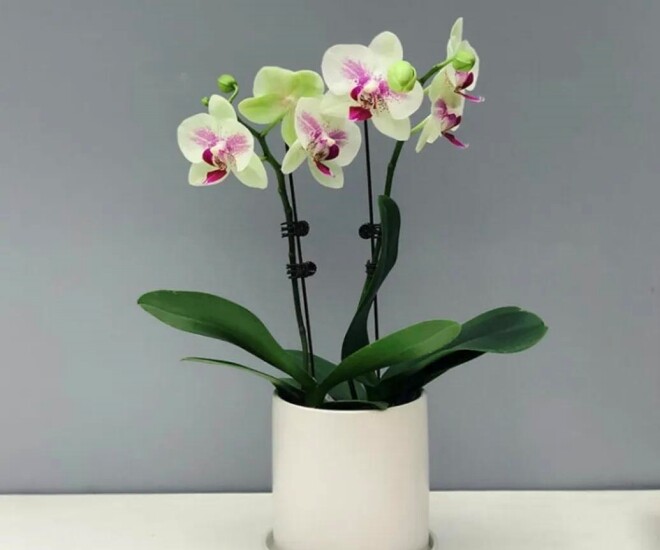 Tại sao ngày càng nhiều người đưa lan hồ điệp vào danh sách đen? Đây là 5 lý do - 1