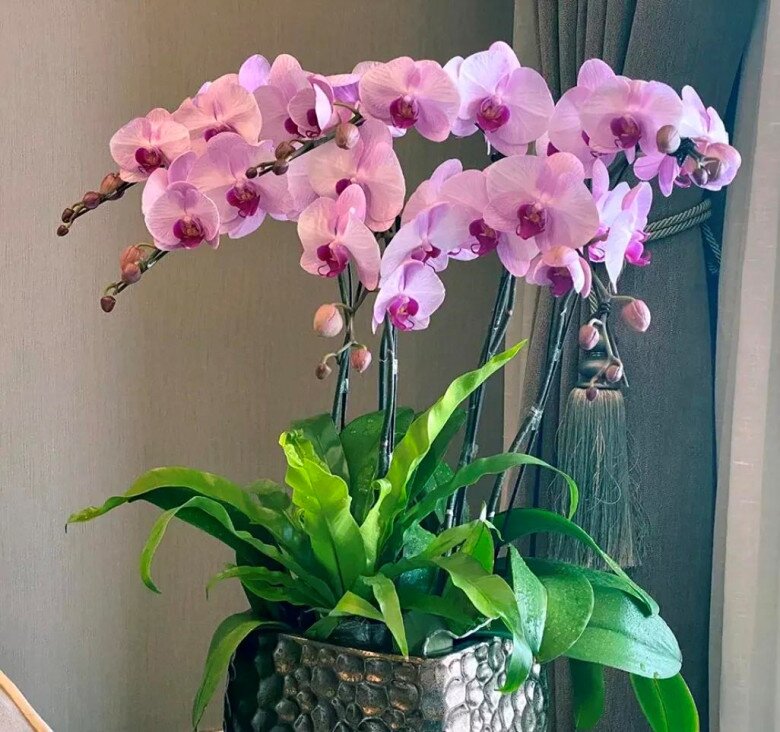 Tại sao ngày càng nhiều người đưa lan hồ điệp vào danh sách đen? Đây là 5 lý do - 2