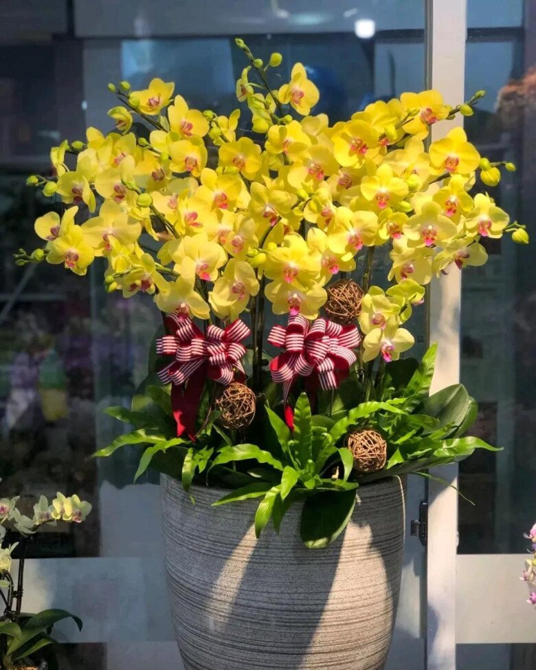 Tại sao ngày càng nhiều người đưa lan hồ điệp vào danh sách đen? Đây là 5 lý do - 3