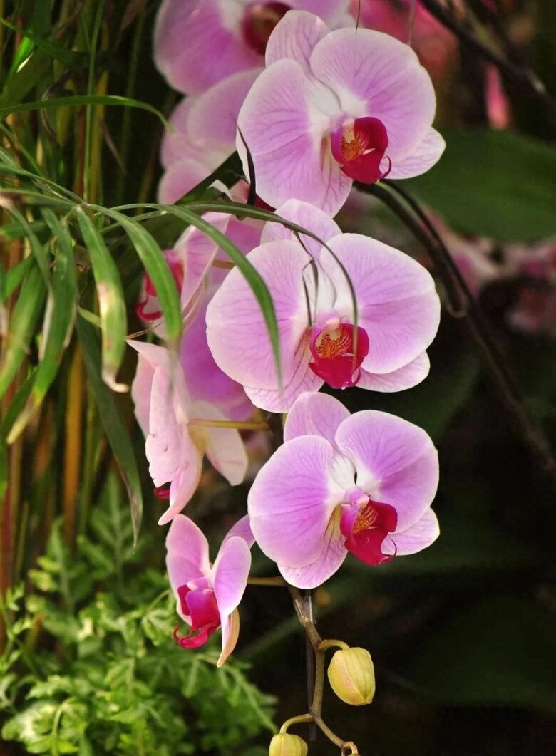 Xem thêm: Cách tưới nước cho lan hồ điệp