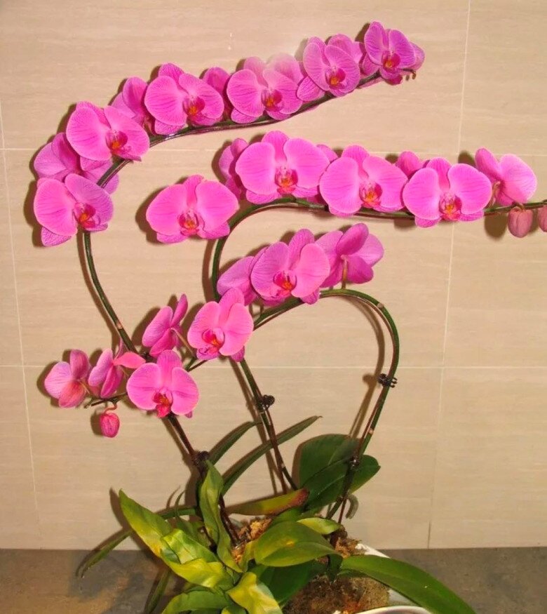 Tại sao ngày càng nhiều người đưa lan hồ điệp vào danh sách đen? Đây là 5 lý do - 5