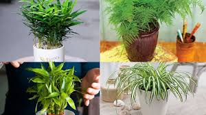 Việc lựa chọn cây cảnh phong thủy không chỉ giúp mang lại bình an, may mắn, mà còn giúp tạo nên bầu không khí trong lành, mát mẻ và thoải mái.