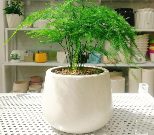 Loại cây này sẽ mang đến cho người mệnh Thủy sự bình tĩnh, bình an. Cây sẽ giúp gia đình người trồng sự êm ấm, hòa thuận. Đồng thời con đường công danh, sự nghiệp thuận buồm xuôi gió.