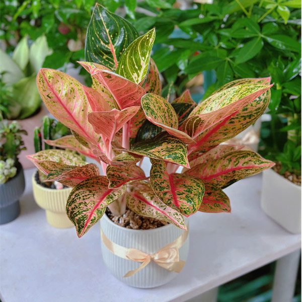 Nếu sở hữu được cây cung điện vàng trong phòng làm việc sẽ giúp doanh nghiệp luôn được thịnh vượng và phát tài.