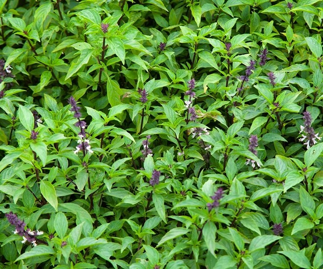 amp;#34;Vua rau thơmamp;#34; giúp phòng sỏi thận, tốt cho tim, trồng một chậu ở ban công giúp đuổi muỗi lại chiêu tài hút lộc - 1