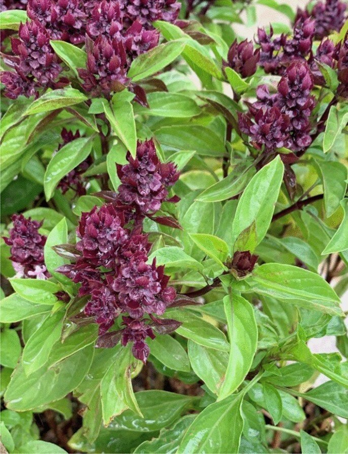 amp;#34;Vua rau thơmamp;#34; giúp phòng sỏi thận, tốt cho tim, trồng một chậu ở ban công giúp đuổi muỗi lại chiêu tài hút lộc - 3