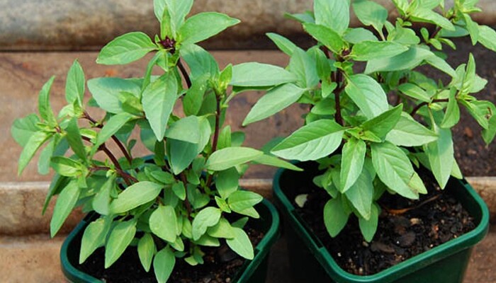 amp;#34;Vua rau thơmamp;#34; giúp phòng sỏi thận, tốt cho tim, trồng một chậu ở ban công giúp đuổi muỗi lại chiêu tài hút lộc - 5