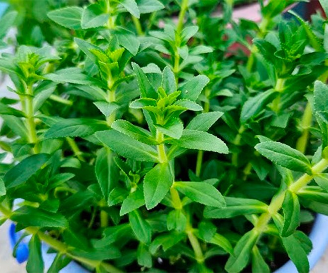 Cây dại này được mệnh danh amp;#34;rau của thậnamp;#34;, ăn được cả thân và lá, ở quê có đầy trước nhiều người bỏ phí nay thành đặc sản - 1