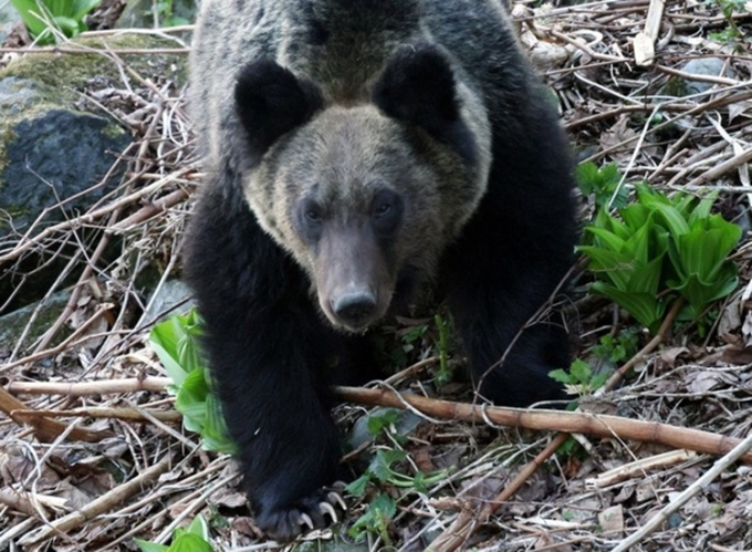 Một con gấu nâu ở thị trấn Shari, Hokkaido hồi năm 2022. Ảnh: Mainichi