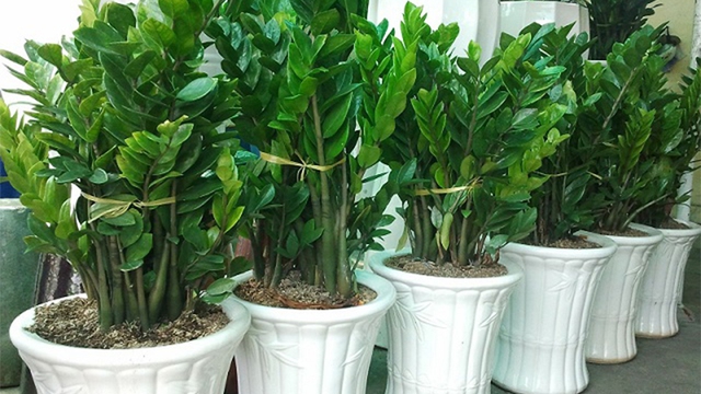 Cây kim tiền tượng trưng cho tài vận hanh thông, phú quý ổn định và sự nghiệp phát triển bền vững.