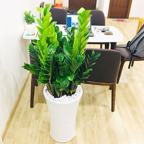 Người mệnh Thổ không nên trồng loại cây này trong nhà kẻo tán gia bại sản.