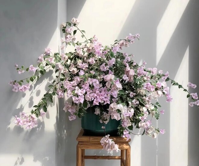 Sau 10 năm trồng hoa giấy, tôi mới hiểu lý do tại sao ngày càng nhiều người cho nó vào “danh sách đen” - 1