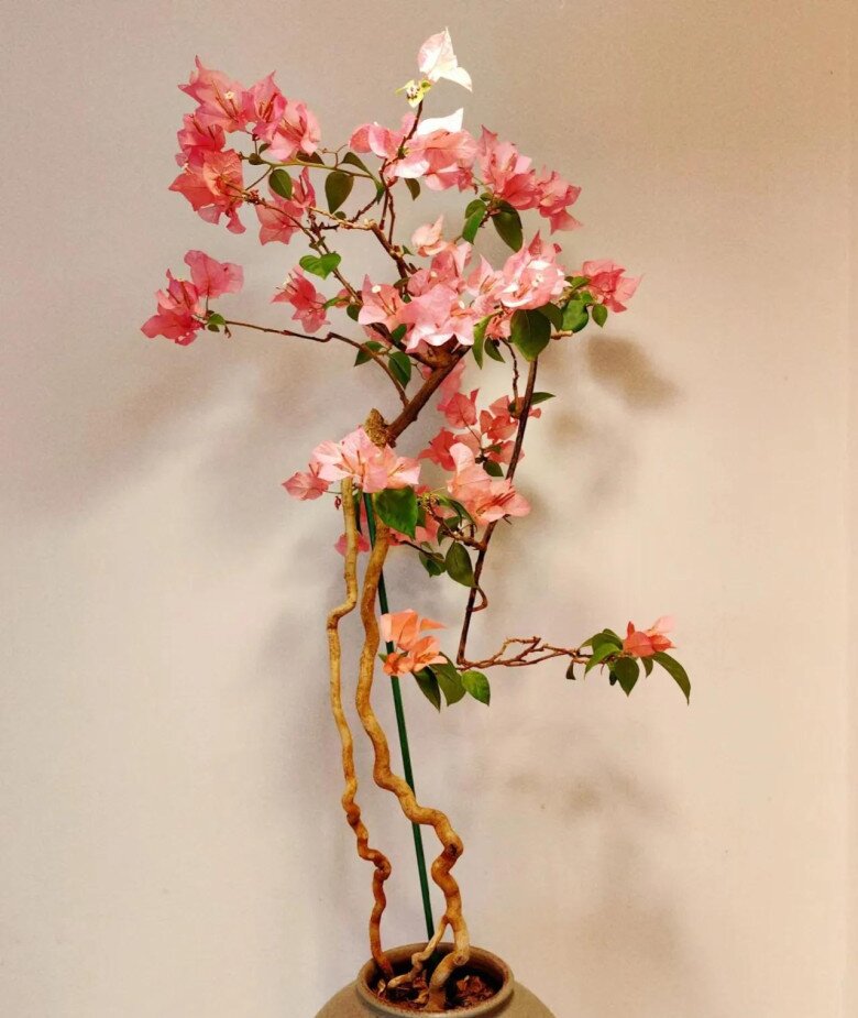 Sau 10 năm trồng hoa giấy, tôi mới hiểu lý do tại sao ngày càng nhiều người cho nó vào “danh sách đen” - 3