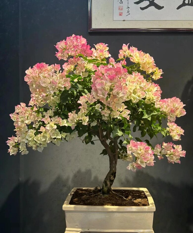 Sau 10 năm trồng hoa giấy, tôi mới hiểu lý do tại sao ngày càng nhiều người cho nó vào “danh sách đen” - 5