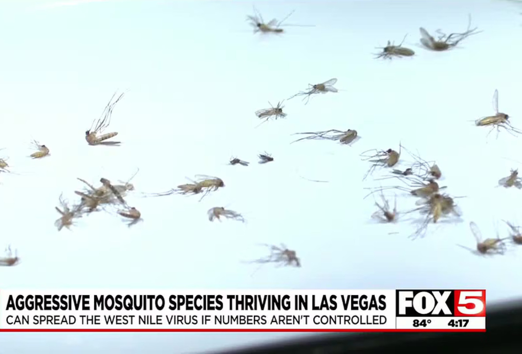 Muỗi hoành hành ở Las Vegas, năm 2023. Ảnh: FOX5