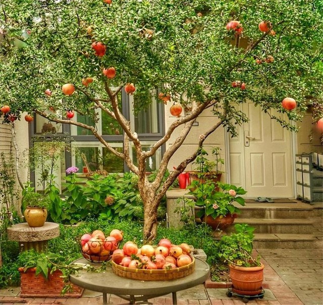 Cây lựu là loại cây thân gỗ, trong phong thuỷ nó tượng trưng cho sự kiên cường và vững chãi.