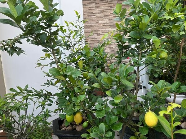 Cây cam hoặc cây chanh có nhiều trái chín nặng trĩu tượng trưng cho sự thịnh vượng và tài lộc của gia đình.