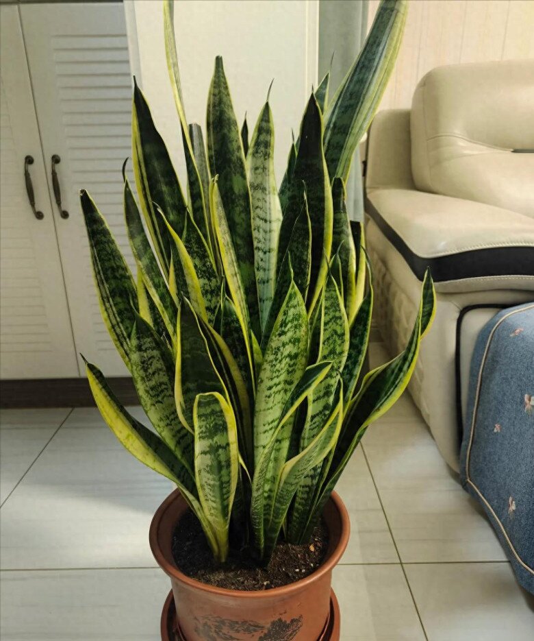 Xem thêm: Những lưu ý khi trồng cây lưỡi hổ trong nhà