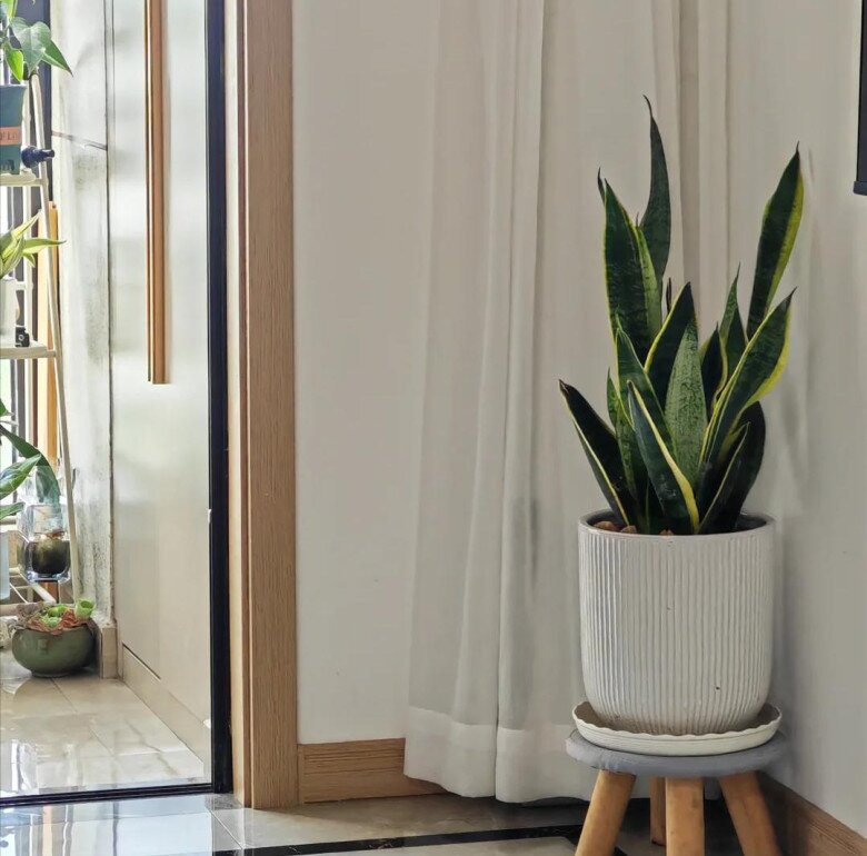 3 điều cấm kỵ khi trồng cây lưỡi hổ, 10 người thì 9 người sai, bảo sao cây mãi không lớn, chồi không mọc - 6