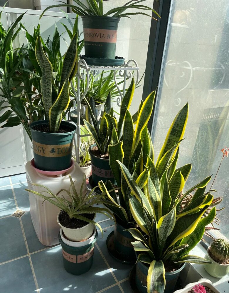 3 điều cấm kỵ khi trồng cây lưỡi hổ, 10 người thì 9 người sai, bảo sao cây mãi không lớn, chồi không mọc - 7