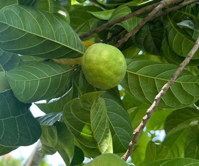 “Lộc trời” nấu canh chua ngon tuyệt đỉnh, giúp hút sạch mỡ máu, trồng một cây trước nhà vừa lấy bóng mát vừa rước lộc - 1