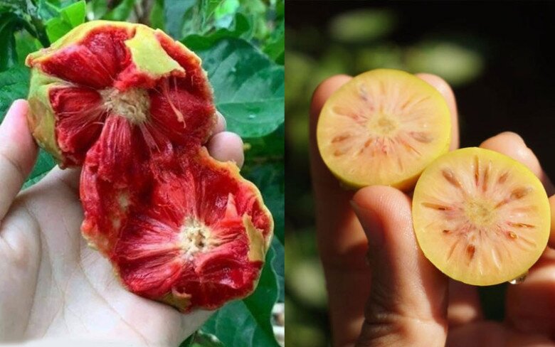 Hai loại quả chay.