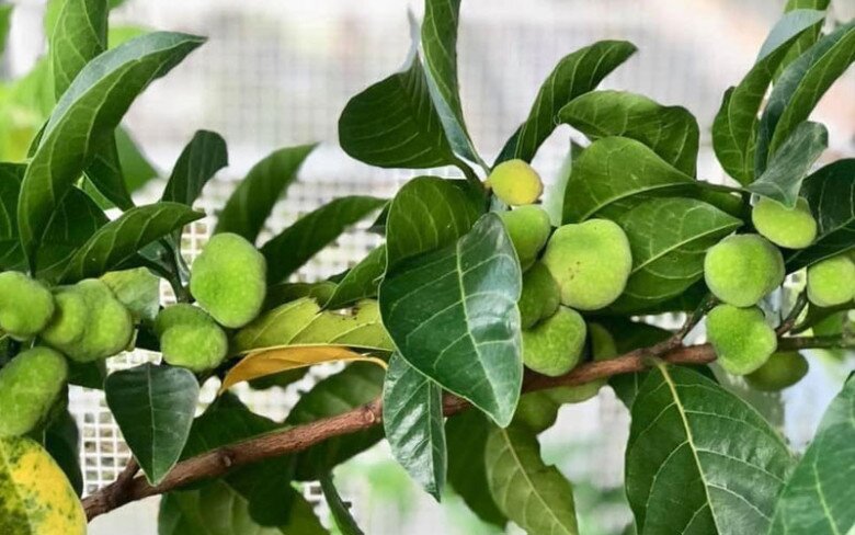 “Lộc trời” nấu canh chua ngon tuyệt đỉnh, giúp hút sạch mỡ máu, trồng một cây trước nhà vừa lấy bóng mát vừa rước lộc - 5