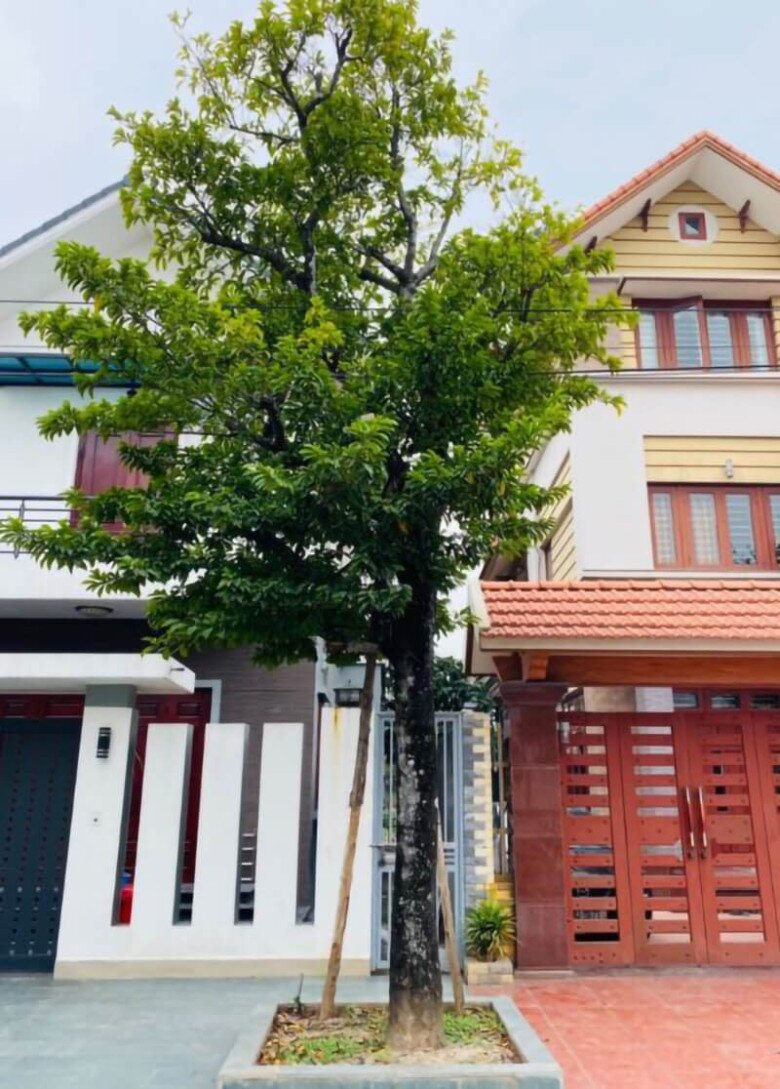 “Lộc trời” nấu canh chua ngon tuyệt đỉnh, giúp hút sạch mỡ máu, trồng một cây trước nhà vừa lấy bóng mát vừa rước lộc - 6