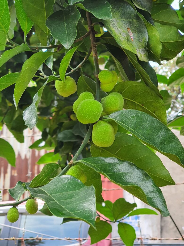 “Lộc trời” nấu canh chua ngon tuyệt đỉnh, giúp hút sạch mỡ máu, trồng một cây trước nhà vừa lấy bóng mát vừa rước lộc - 7