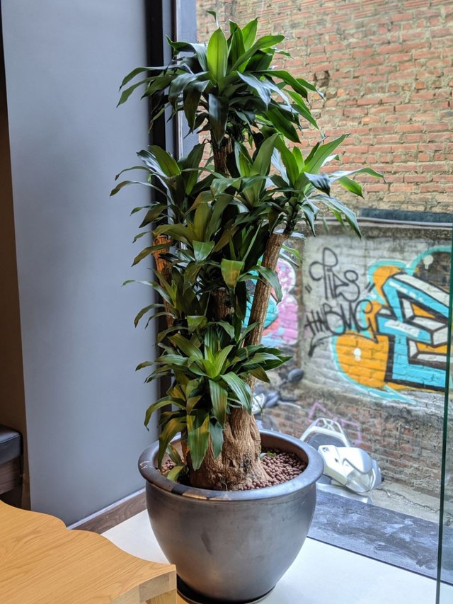 Với phòng sếp nam bạn nên bố trí cây cao cổ thủ, tán rộng.