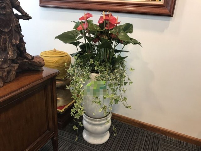 Phòng riêng của các sếp nữ có thể chọn những cây có bộ lá mềm mại, xanh rủ…