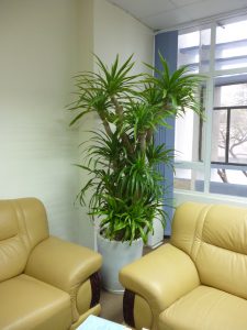 Theo quan niệm phong thủy, trên mỗi chậu cây đã hội tụ đầy đủ 5 ngũ hành tương sinh.