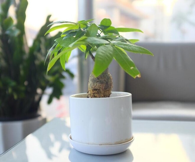 Ngày càng nhiều người đưa cây kim ngân vào amp;#34;danh sách đenamp;#34;, đây là 5 lý do bạn nên biết - 1