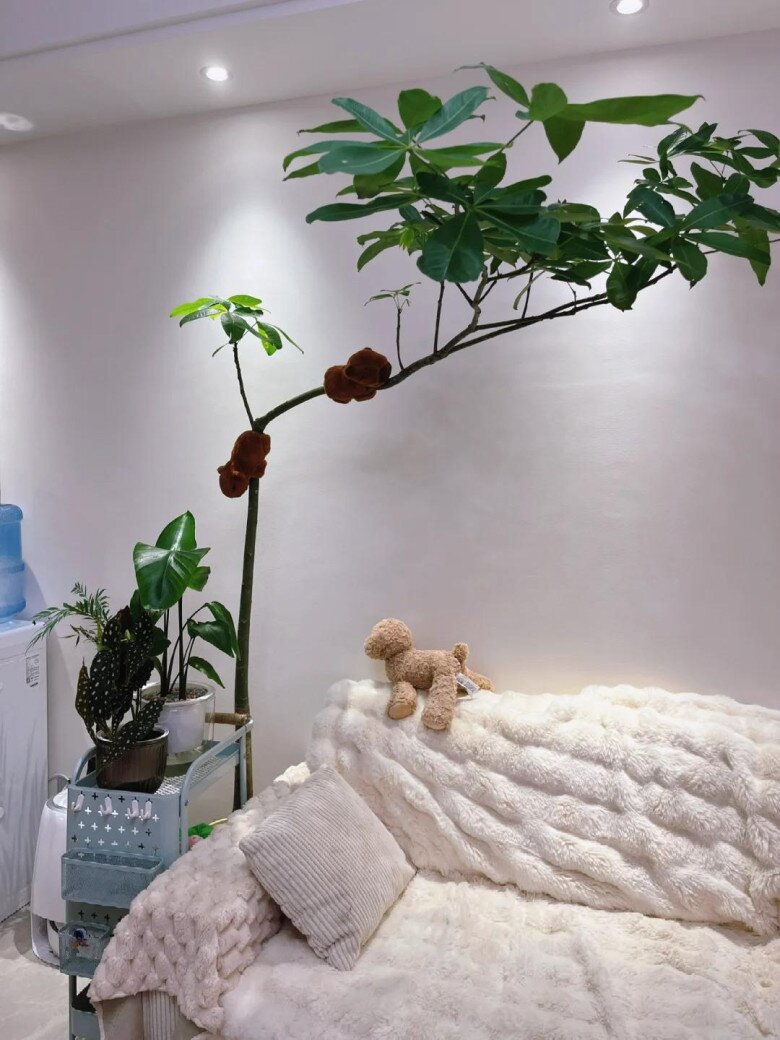 Ngày càng nhiều người đưa cây kim ngân vào amp;#34;danh sách đenamp;#34;, đây là 5 lý do bạn nên biết - 2