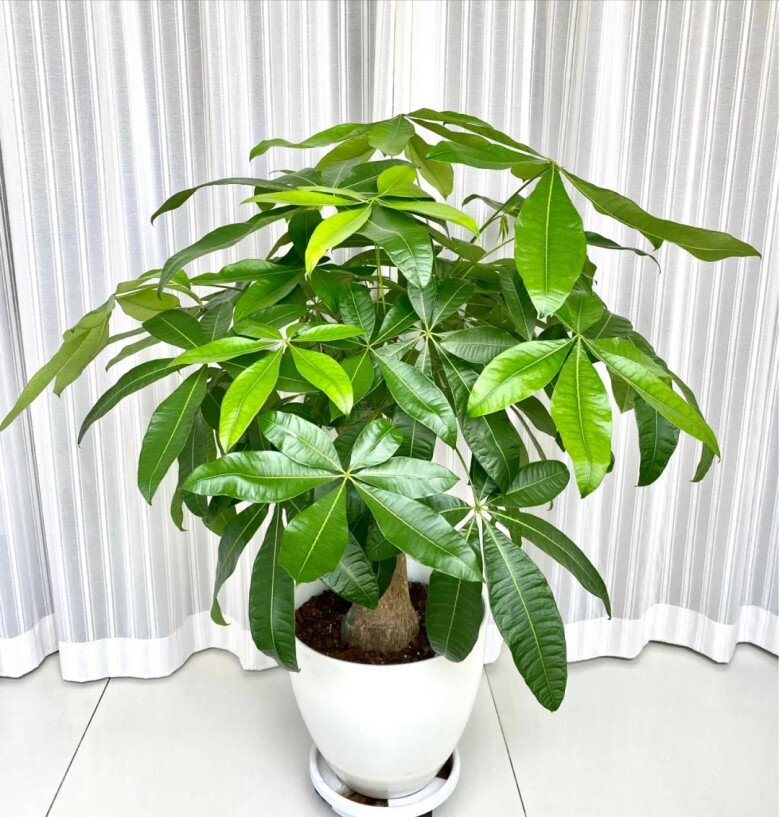 Ngày càng nhiều người đưa cây kim ngân vào amp;#34;danh sách đenamp;#34;, đây là 5 lý do bạn nên biết - 3