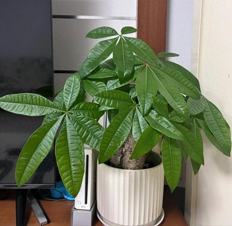 Ngày càng nhiều người đưa cây kim ngân vào amp;#34;danh sách đenamp;#34;, đây là 5 lý do bạn nên biết - 5