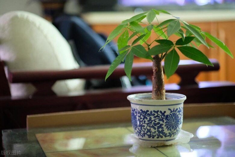 Ngày càng nhiều người đưa cây kim ngân vào amp;#34;danh sách đenamp;#34;, đây là 5 lý do bạn nên biết - 6