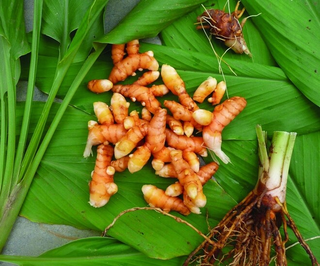 “Nữ hoàng gia vị” là khắc tinh của ung thư, lá và củ kho cá đều ngon, cây khi ra hoa tài lộc ùn ùn kéo đến - 1