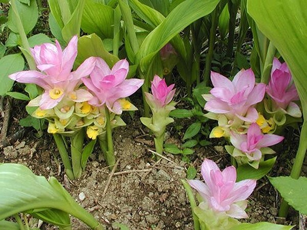 “Nữ hoàng gia vị” là khắc tinh của ung thư, lá và củ kho cá đều ngon, cây khi ra hoa tài lộc ùn ùn kéo đến - 4