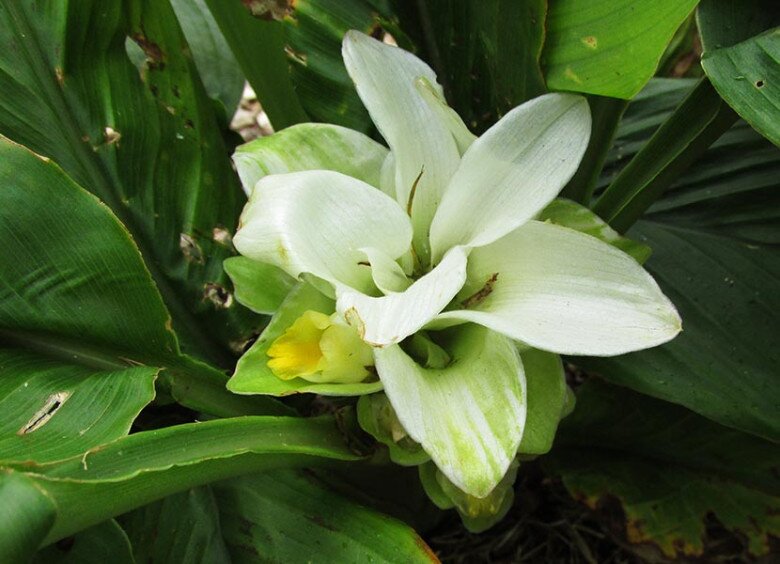 “Nữ hoàng gia vị” là khắc tinh của ung thư, lá và củ kho cá đều ngon, cây khi ra hoa tài lộc ùn ùn kéo đến - 5