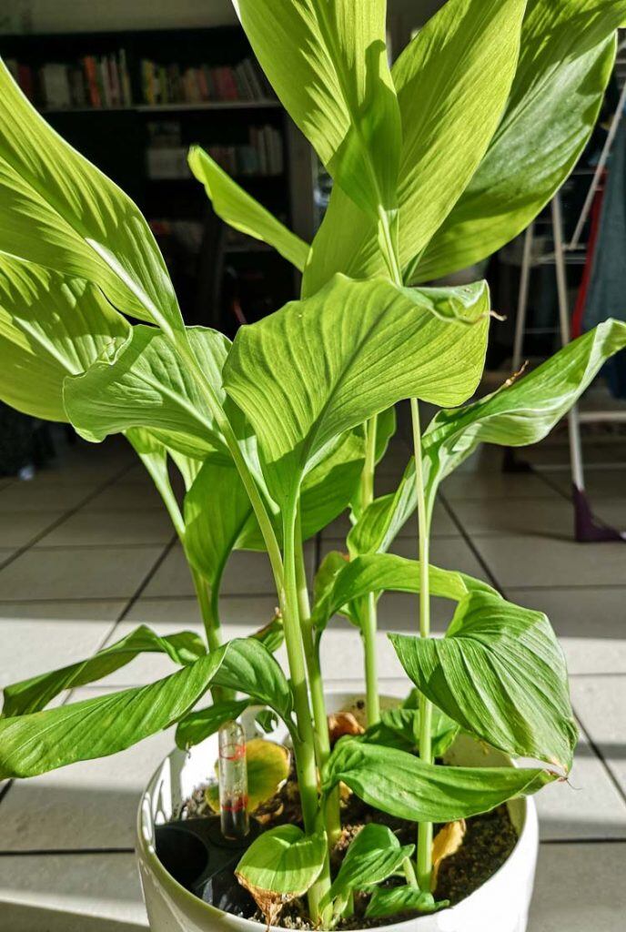 “Nữ hoàng gia vị” là khắc tinh của ung thư, lá và củ kho cá đều ngon, cây khi ra hoa tài lộc ùn ùn kéo đến - 7