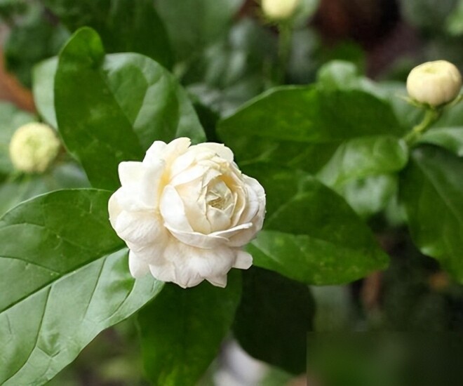 Tại sao ngày càng nhiều người đưa hoa nhài vào “danh sách đen” dù nó vừa đẹp vừa thơm? Hóa ra vì 5 lý do này - 1